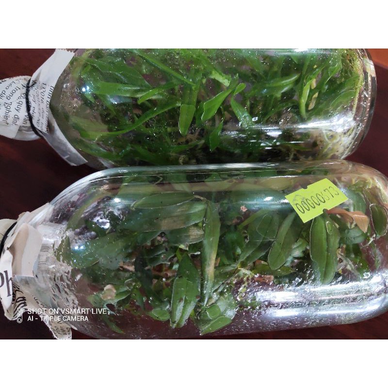 Phi điệp chai mô