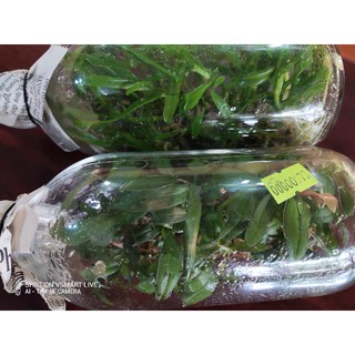 Phi điệp chai mô