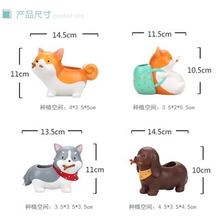 Chậu cây cún Nhật Husky
