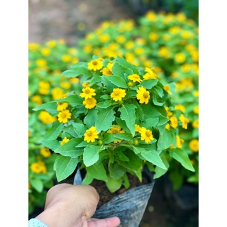 Cây hoa cúc mặt trời đang hoa (ảnh thật)