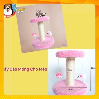 Cây cào móng cho mèo