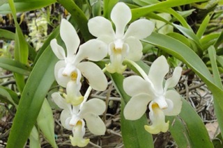 Lan rừng Mỹ dung dạ hương