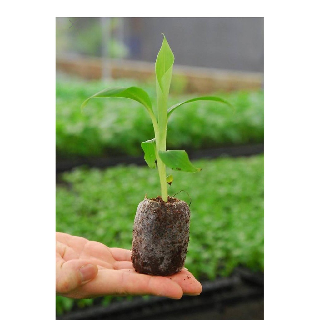 Viên nén ươm hạt xơ dừa