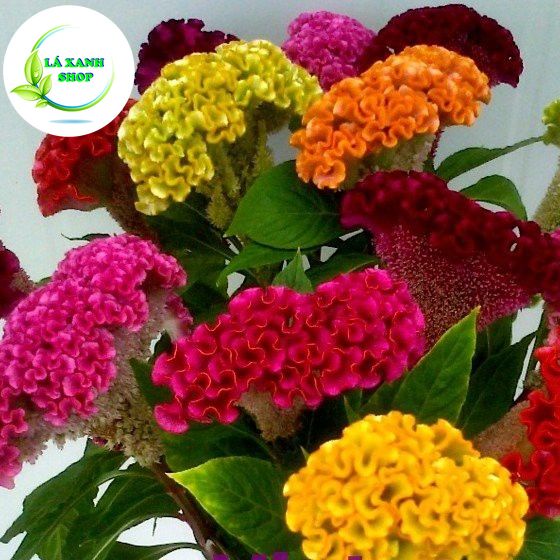 Hạt giống Hoa Mào Gà Búa Nhiều Màu Dễ Chăm Sóc, Trồng Quanh Năm (gói 0,1 gram)- Hạt giống Rạng Đông
