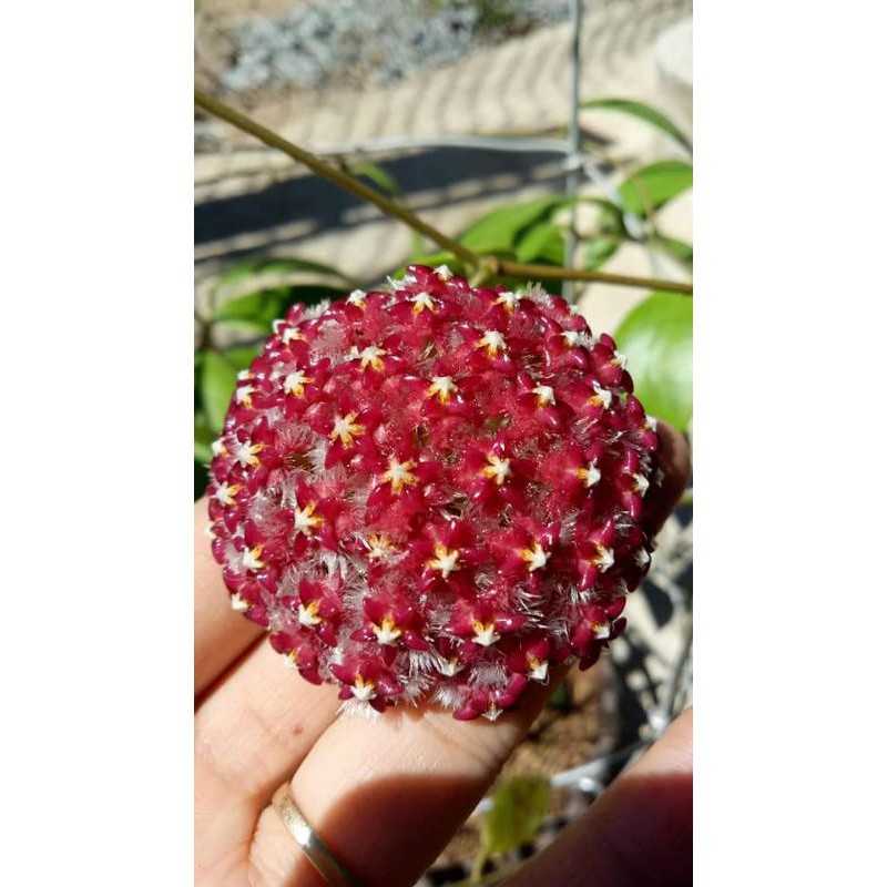 Cẩm cù Mindorensis Red hoa đỏ tuyệt đẹp