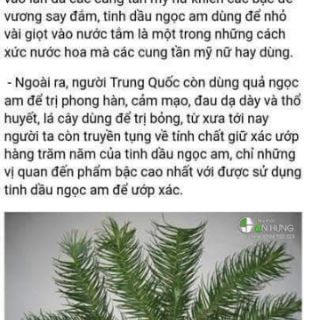 Tinh dầu ngọc am hà giang