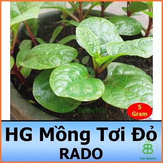 Hạt giống rau mồng tơi đỏ cao sản 5g