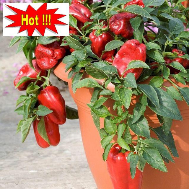 Hạt Giống Ớt Chuông Ngọt Đỏ-10 hạt