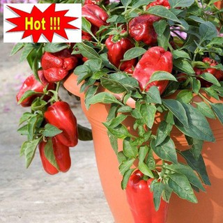 Hạt giống ớt chuông ngọt đỏ-10 hạt