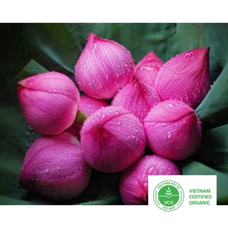 10 Hạt giống Sen ta (kèm Hướng dẫn ươm) THUTHUY