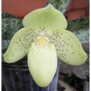 1 bó lan HÀI GẤM VÀNG RỪNG NGHỆ AN