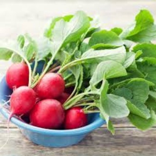Hạt giống củ cải
