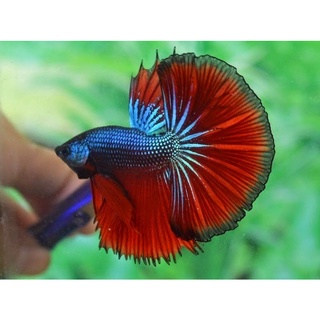 Betta halfmoon Xã 1 T'rống Betta halfmoon đa sắc