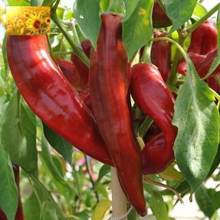 Hạt giống ớt sừng hà lan - mua 3 tặng 1 cùng loại