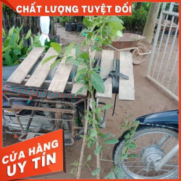 Cây Bàng Lăng hoa tím