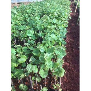 Cây giống Nho Hạ Đen