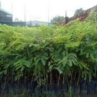 bầu Cây lim xẹt cao từ 70cm