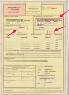 Nhuỵ Hoa Nghệ Tây 1gam