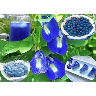 Hạt giống hoa đậu biếc chanchanshop