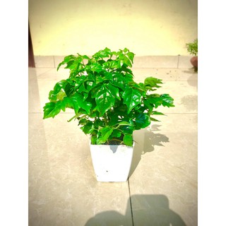 Cây hạnh phúc để bàn +chậu ảnh thật (cây nội thất phát triển tốt trong môi trường thiếu ánh sáng)