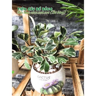 Bàng Cẩm Thạch lá tim để bàn cây đã đc thuần