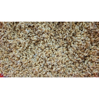hạt giống cỏ mèo, cỏ lúa mì 500g
