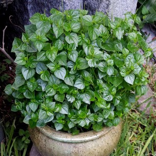 Hạt Giống Rau Càng Cua ( 0,5gr = 2000 hạt )