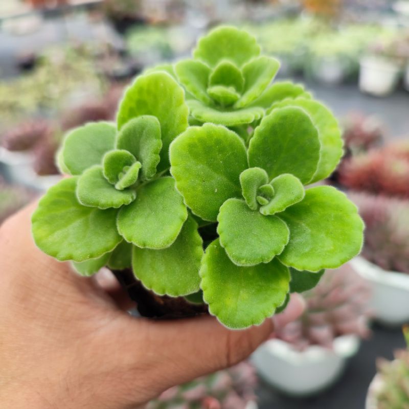 Sen đá nhất mạt hương size bé 5-7cm, xuất xứ Đà Lạt khoẻ đẹp, thích nghi mọi khí hậu, lỗi 1 đổi 1