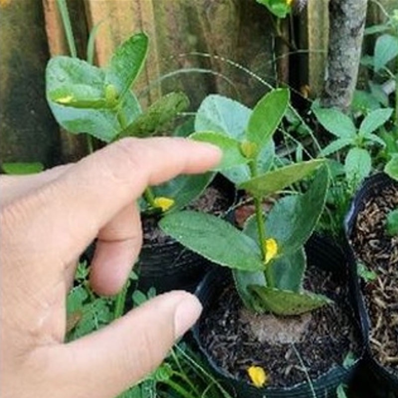 Cây trang phụng hoàng cam