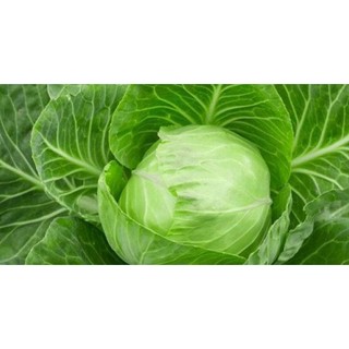 HẠT GIỐNG CẢI BẮP F1