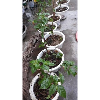 combo 3 HOA GIẤY NGŨ SẮC ĐẶC BIỆT (ảnh cuối )