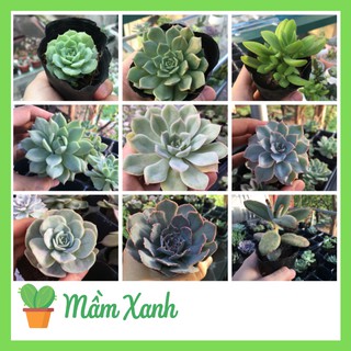 Sen đá size bầu mẫu bất kỳ | succulent