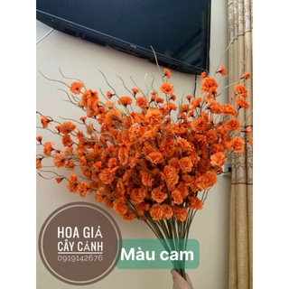 Combo 5 cành đào mỹ