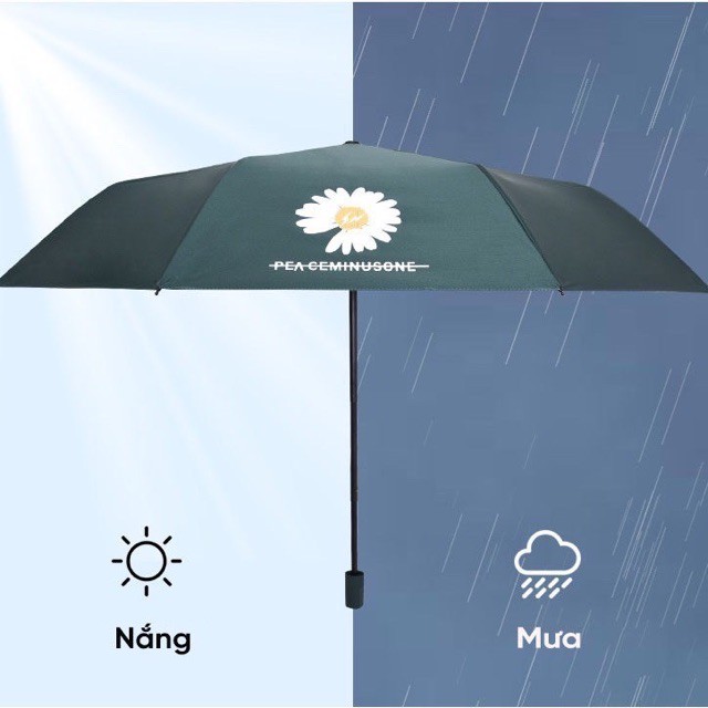 Ô Dù Hàn Quốc Chống Tia UV Hình Hoa Cúc, Chất Liệu Vải Dù Mật Độ Cao, Chống Nước Tuyệt Đối