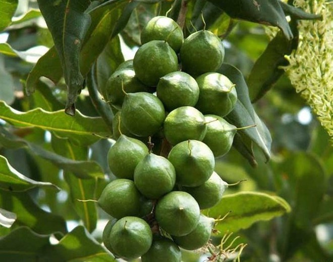 Cây giống hạt macca