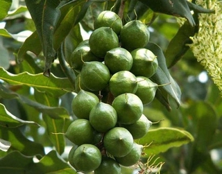 Cây giống hạt macca