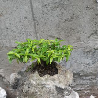 Mai chiếu thủy HÒN NON BỘ mini