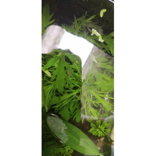 Cây thủy cúc thủy sinh dễ trồng không co2