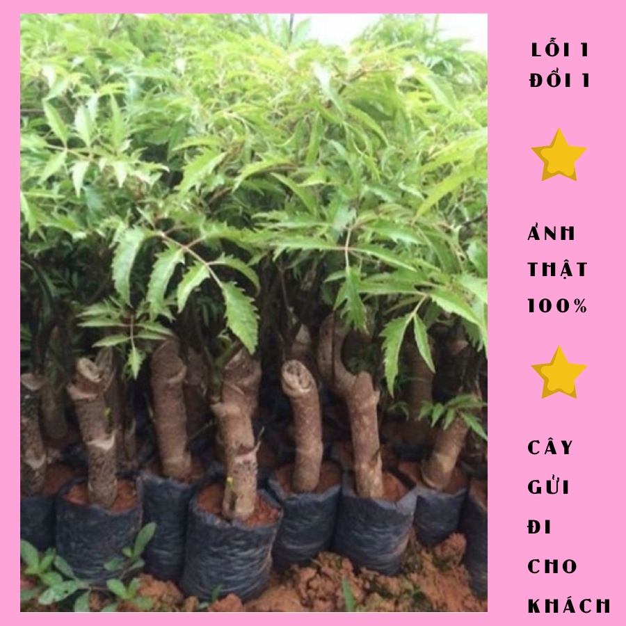 Cây đinh lăng nếp giống lá nhỏ cao 30cm, mua 5 cây tặng 1 cây