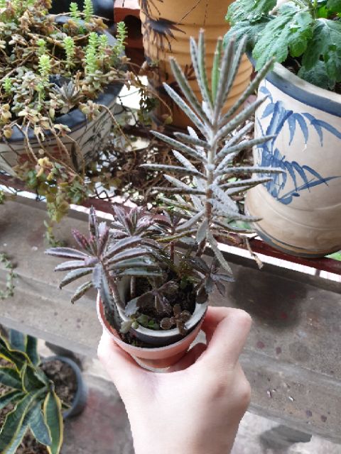 Cây thằn lằn/xương cá- Kalanchoe delagoensis/kalanchoe houghtonii