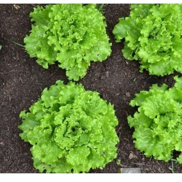 Hạt giống Xà Lách Xoăn xanh chịu nhiệt tốt, trồng quanh năm, nhanh thu hoạch