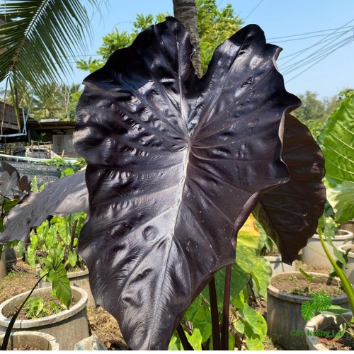 Colocasia Black Coral  lá hình tim lớn,màu đen bóng ánh san hô lắp lánh rất cuốn hút,nổi bậc không gian
