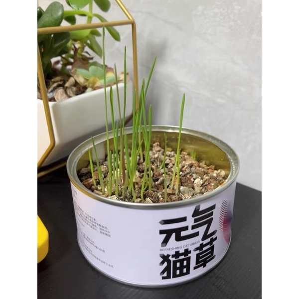 Cỏ Mèo Tươi Tự Trồng PETKIT - Catnip Nhà Trồng