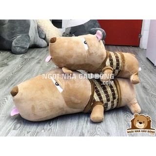 Chó Puco mặt ngu
