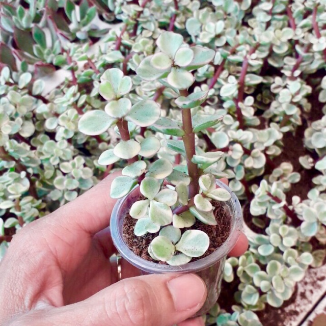 cây sen đá đôla trắng