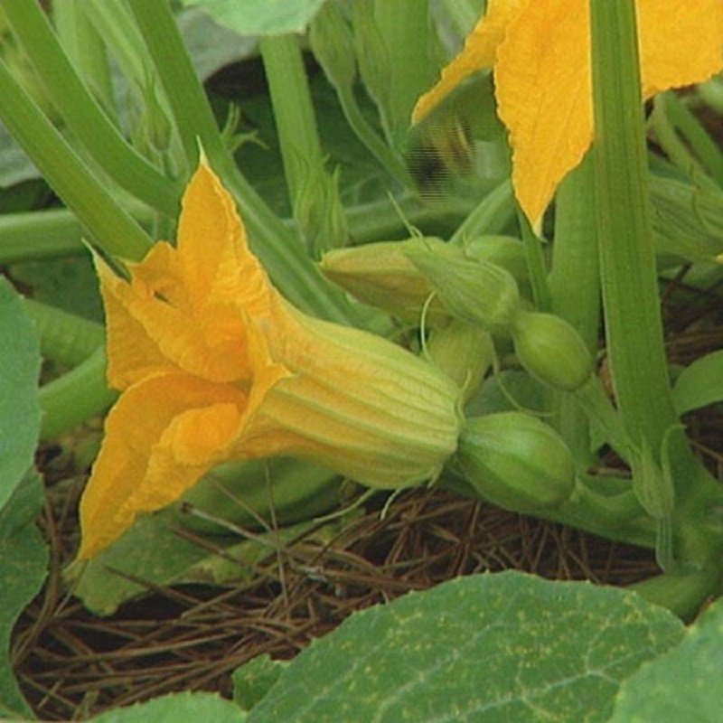 Hạt giống bí siêu nụ cao sản F1