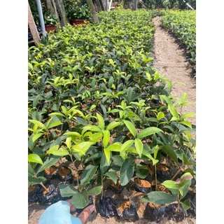 Cây giống mộc hương ta