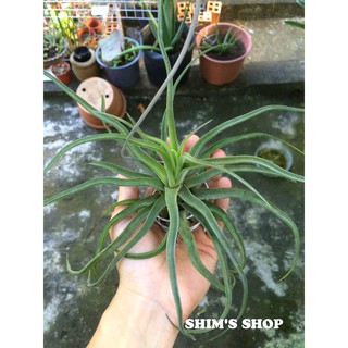 Cây Không Khí Streptophylla