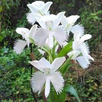Hoa lan hài làng Bạch hạc