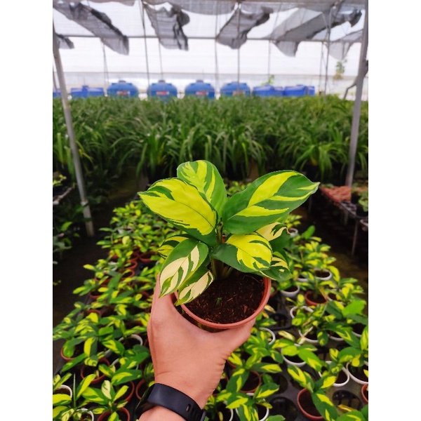 Chậu cứng sắc vàng cá tính